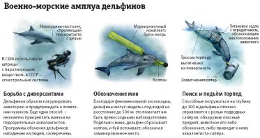 Как готовят боевых дельфинов