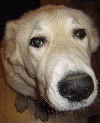 Кто тут против нас?
Разве может быть алабай агрессивным к тем, кто является его "стаей"?