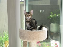 Да, кот. Он маленький не был таким пушистым.