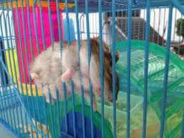 Ещё один любитель "удобно" спать:)