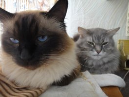 померяемся котиками? вот мои животинки :)