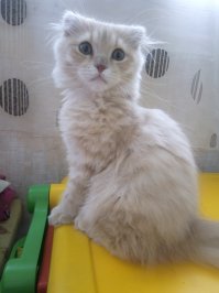 померяемся котиками? вот мои животинки :)