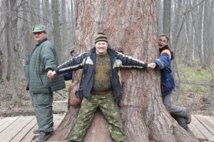 В Бузулукском бору Оренбургской области есть "Царица-сосна". 
В высоту достигает 36,5 метров. 
Три взрослых человека, взявшись за руки, не способны её обхватить!
Нужен четвертый!