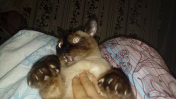 А у моей животины саблекогти гипертрофированные! Они у него до конца не втягиватся и когда кошарик бежит по ламинату, цокотит как двигатель на некачественном бензине.