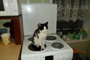 Наша любит на плите сидеть чуть теплой :)