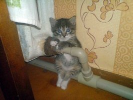 у полипропилена теплоотдача плохая, сиделбы лучше на батарее