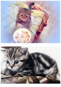 Ну, раз уж начали про котеек - вот моё чудо)