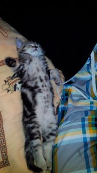 Ну, раз уж начали про котеек - вот моё чудо)