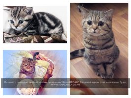 Ну, раз уж начали про котеек - вот моё чудо)