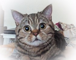 Ну, раз уж начали про котеек - вот моё чудо)