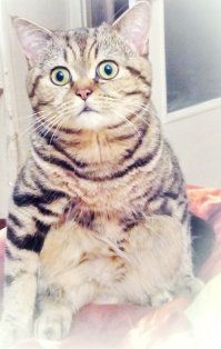 Ну, раз уж начали про котеек - вот моё чудо)