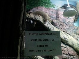 Мышь - бунтарка!