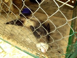 Мышь - бунтарка!