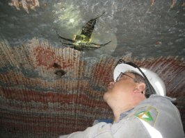 Шершни? Не, не слышали. Вот это реальное насекомое, а шершни.. не, не знаем.