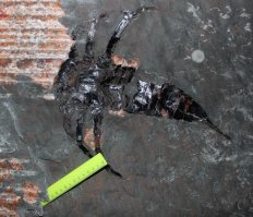 Шершни? Не, не слышали. Вот это реальное насекомое, а шершни.. не, не знаем.