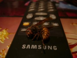 На даче такие живут,вроде мирно существуем.