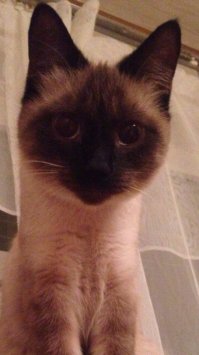 Моя прелесть :)