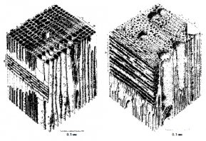 ))) ты прикалываешься... 
Влага идет вверх по стволу так как в корнях избыточное давление, которое образуется за счет "тургора" когда через мембрану клетки вода идет из среды с меньшим содержанием солей в среду с большим содержанием солей. Короче корни всасывают воду. 
Сама по себе структура дерева легко пропускает воду в любом направлении вдоль ствола, поэтому предки клали бревна вдоль стены, а не поперек.
Само бревно это просто набор микроскопических трубочек, и не важно где у нее верх, а где низ