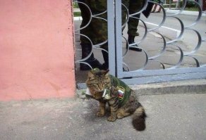 Котяру тоже бы приодеть.