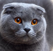 Ушки как у шотландского вислоухого. Либо породистый, либо помесь с характерными ушками.