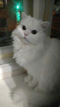 Знали что каличь, глухонький, всё равно взяли. Император дивана Миша