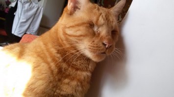 Гарфилд. подобран поздно вечером на районе маскачка кто живет в Риге тот знает что это за место. внимание обратили на темные глаза подошли и в нос ударил запах гниения.. привезли дамой потом к ветеринарам. оказалось глаза ему вырвали.. лучи поноса тем родам.. 3 операции. отходняк, привыкание. замечательный кот с дочкой с первого дня не разлей вода позволяет ей все.это ее друг антидепрессант...