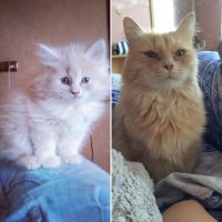 клевый! Вислоухий! Всегда хотела вислоухого.. А получила рыжую оторву)) кстати, тоже не хотелось банальщины. Поэтому она у меня Амелия Понд, сокращенно Эми. В честь героини сериала Доктор Кто (тоже рыжей:))) )... 
Она у нас необычная - у нее хвостик как у чау-чау))
(на третьем фото: 1 месяц vs 3 года:) )