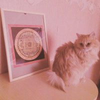 клевый! Вислоухий! Всегда хотела вислоухого.. А получила рыжую оторву)) кстати, тоже не хотелось банальщины. Поэтому она у меня Амелия Понд, сокращенно Эми. В честь героини сериала Доктор Кто (тоже рыжей:))) )... 
Она у нас необычная - у нее хвостик как у чау-чау))
(на третьем фото: 1 месяц vs 3 года:) )
