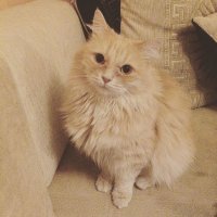 клевый! Вислоухий! Всегда хотела вислоухого.. А получила рыжую оторву)) кстати, тоже не хотелось банальщины. Поэтому она у меня Амелия Понд, сокращенно Эми. В честь героини сериала Доктор Кто (тоже рыжей:))) )... 
Она у нас необычная - у нее хвостик как у чау-чау))
(на третьем фото: 1 месяц vs 3 года:) )