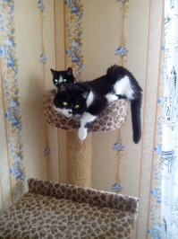 Я тоже сам делал, полной фотки в телефоне нет, но что нашел. Три лежанки кошарикам, внизу будка для собаки. Площадь 0.7 кв.м., высота около 2 метров. Тоже чтоль пост выложить?