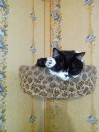 Мои найденыши :)