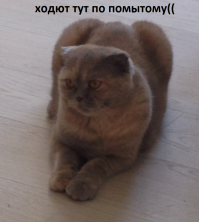 Мой пушист кореш.Часть #2