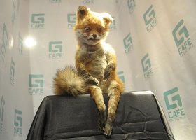 жила себе лисичка спокойно, а потом бах!