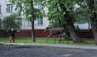 О чём вы говорите, если даже в Москве они периодически выходят к людям?