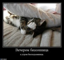 Бессонница и овечки