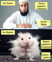 Эта "англичанка Амина", напомнила одну картинку...