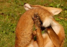 Лисы бывают двух видов - великолепные и просто великолепные. Вторые преобладают.