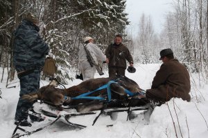 Мы нашли в лесу лося. Он был весь мокрый и очень уставший. И мы решили отвезти его домой.