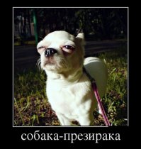 Напомнило
...по внешнему виду этот маленький задрот с гордым именем Клеопатра напоминает что-то среднее между крысой и, сука, смертельно больной крысой.(с)