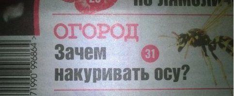 Интересные факты про ос