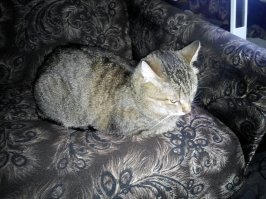 Мой..наблюдает