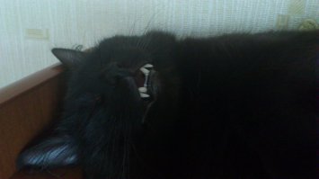 А это мой, дракулито)