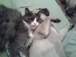 Похож на моего котейку. Он нас на даче подобрал.