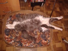 Похож на моего котейку. Он нас на даче подобрал.