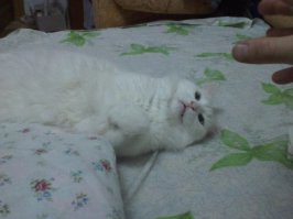 Василий, он же просто Кот, он же Быдло, он же разбойник, он же бандит  Василием называл отец, я просто котом )) все остальное ему приклеила мама )))