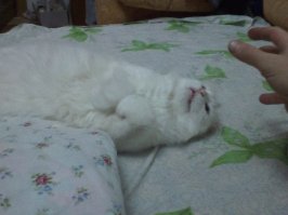 Василий, он же просто Кот, он же Быдло, он же разбойник, он же бандит  Василием называл отец, я просто котом )) все остальное ему приклеила мама )))