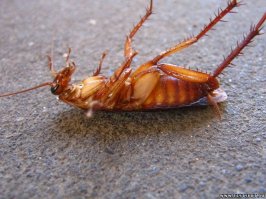 У меня когда-то нашествие других домочадцев было...
Один мужик спрашивает у сослуживца: 
- Не знаешь, как вывести тараканов? Что я только не пробовал, чем только не травил. 
- Прийди домой, зайди на кухню и громким голосом крикни: "Есть нечего!" 
Возвращается мужик домой, заходит на кухню и орет: 
- Есть нечего!
Заглядывает в шкаф: 
- Есть нечего!
Под стол: 
- Есть нечего!
Холодильник: 
- Есть нечего!
Успокоившись, мужик уходит в спальню и ложится спать. 
Посреди ночи просыпается от шуршания. Включает свет - вся спальня полна тараканов, пол - в тараканах, все постель - в тараканах. 
Самый крупный шевелит усами и говорит: 
- Не беспокойся, все в порядке. Мы тебе поесть принесли!