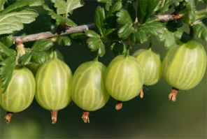 Серьёзно?!  Ну тогда вот орбузы и помидоры.