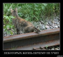 «Тупость» с точки зрения патологоанатома