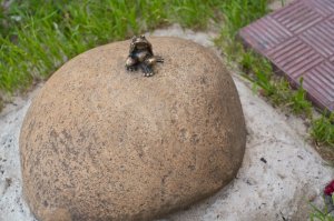 Томск, памятник Лягушке-путешественнице, самый маленький памятник в мире.